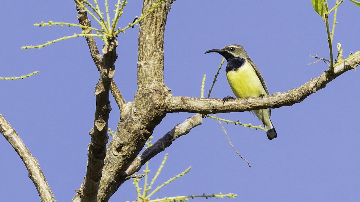 Sahul Sunbird - ML643472260