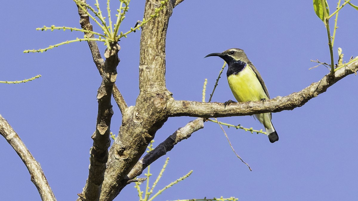 Sahul Sunbird - ML643472261