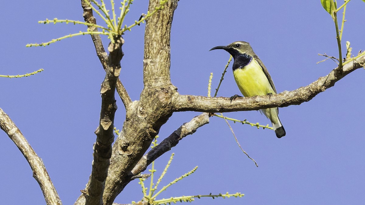 Sahul Sunbird - ML643472262