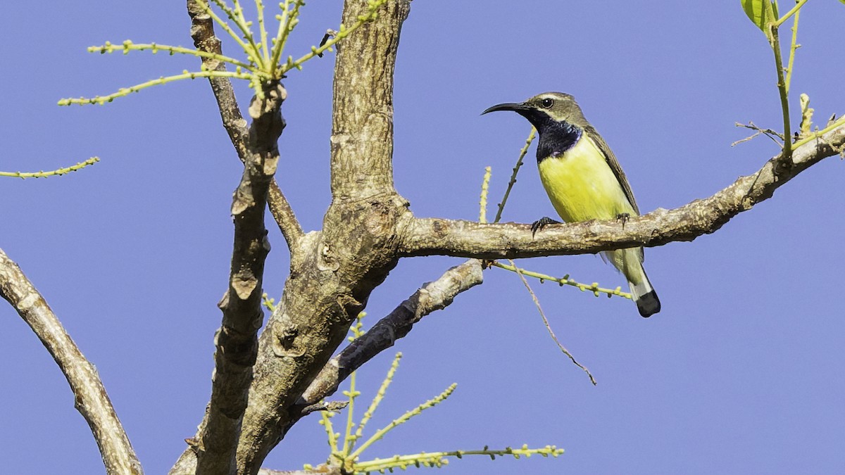Sahul Sunbird - ML643472263