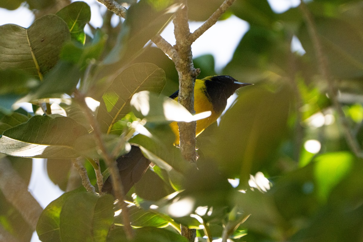Black-cowled Oriole - ML643472265