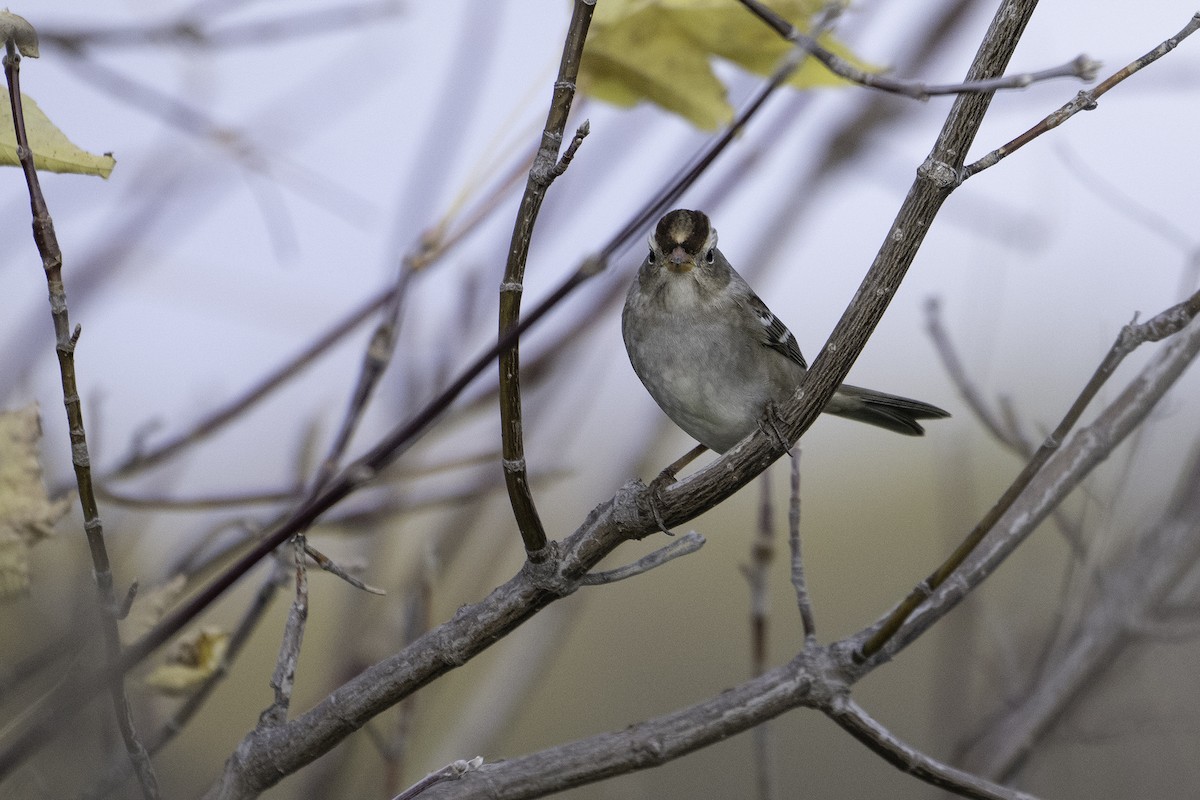 White-crowned Sparrow - ML643472270