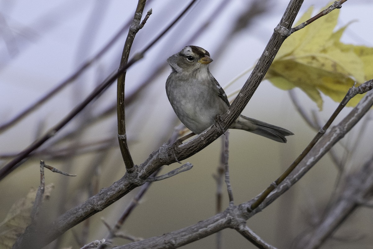 White-crowned Sparrow - ML643472279