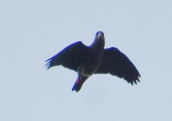 Scaly-headed Parrot - ML643472280