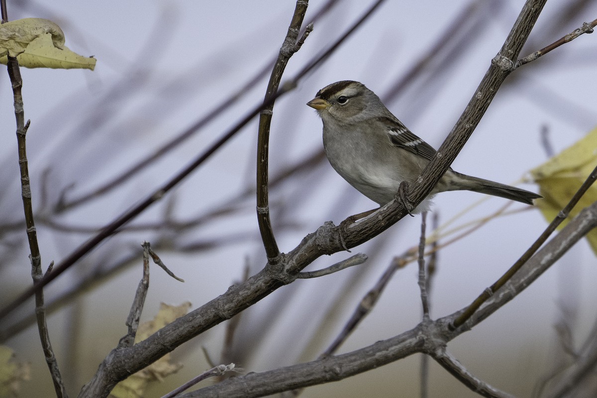White-crowned Sparrow - ML643472282