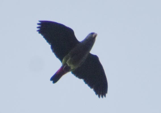 Scaly-headed Parrot - ML643472284