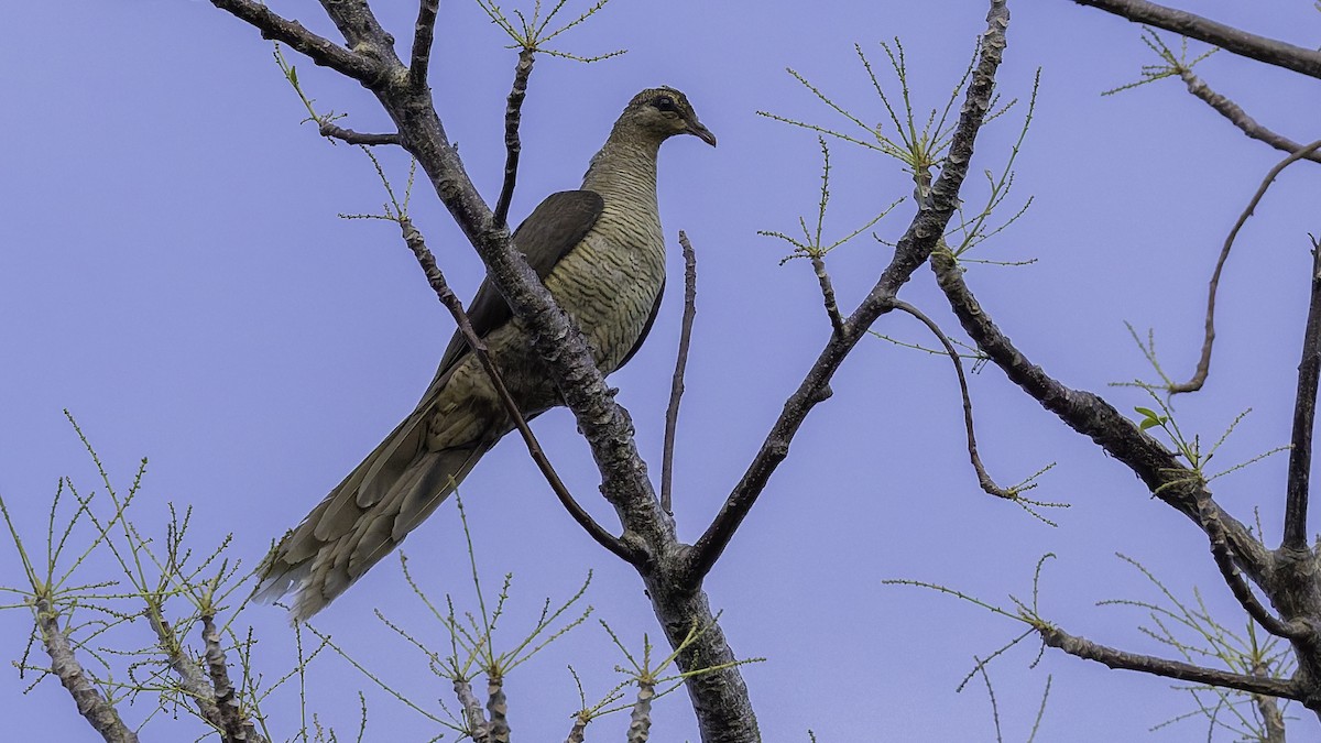 Flores Sea Cuckoo-Dove - ML643472287