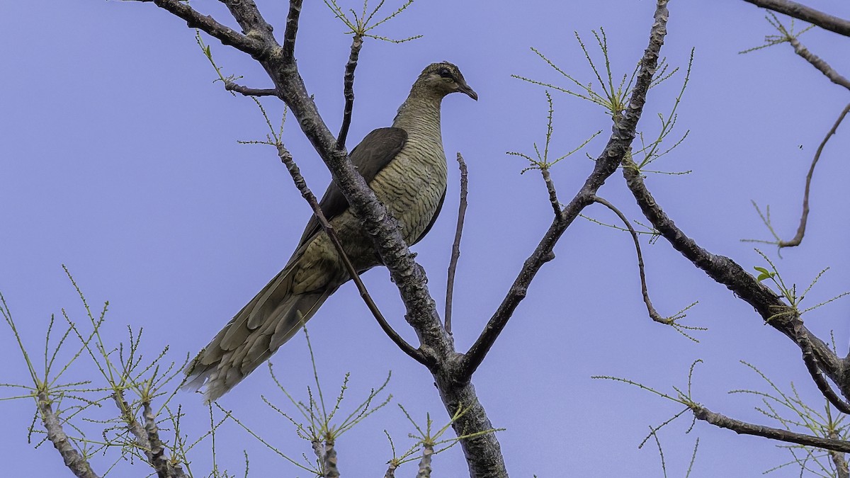 Flores Sea Cuckoo-Dove - ML643472288