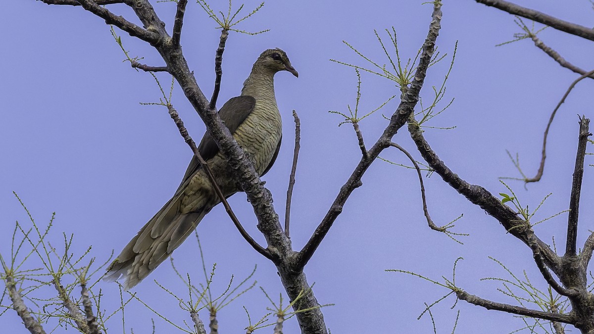 Flores Sea Cuckoo-Dove - ML643472289