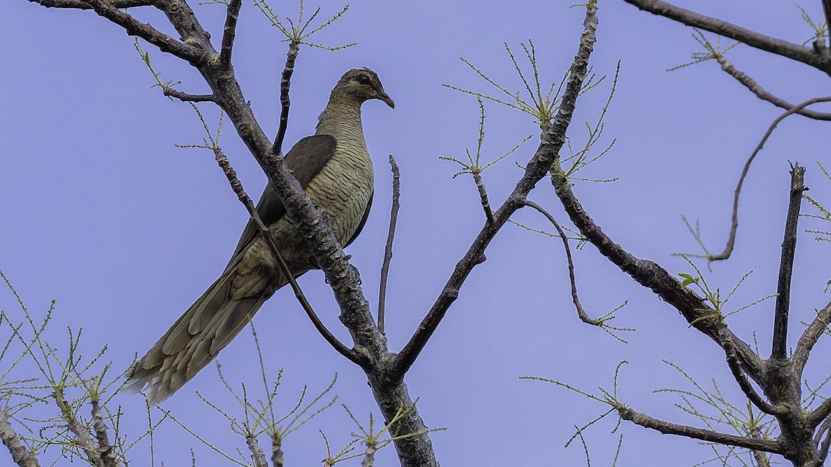 Flores Sea Cuckoo-Dove - ML643472290