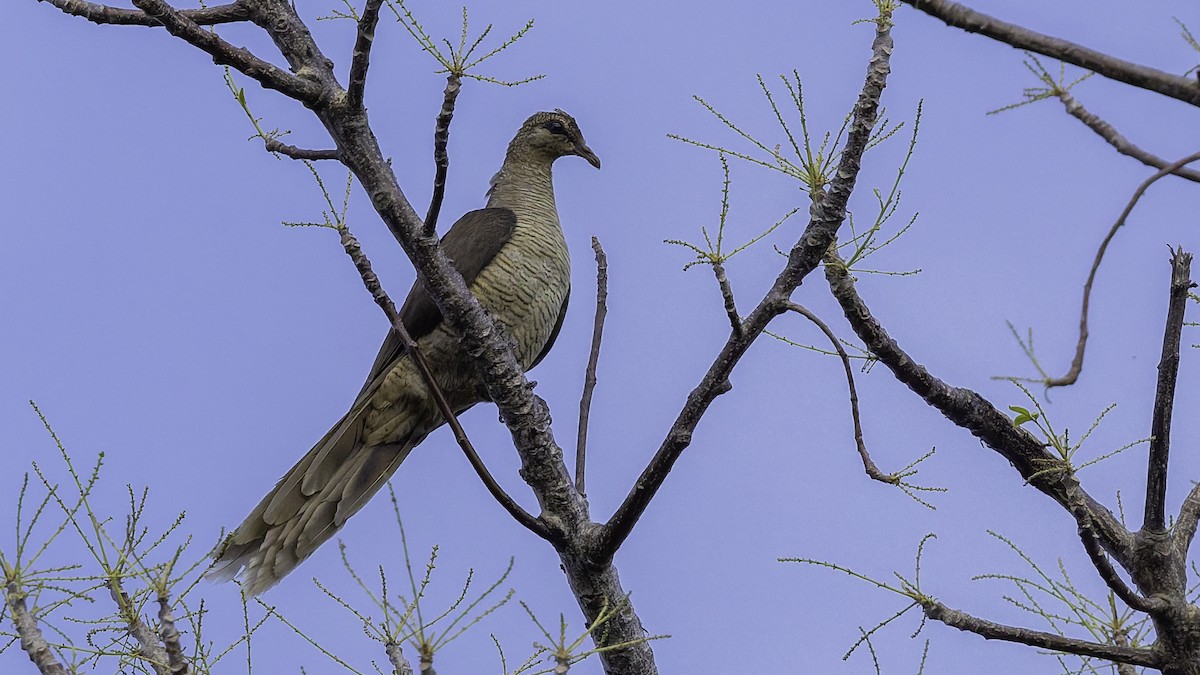 Flores Sea Cuckoo-Dove - ML643472291