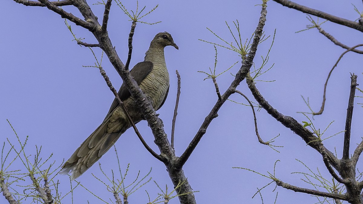 Flores Sea Cuckoo-Dove - ML643472292