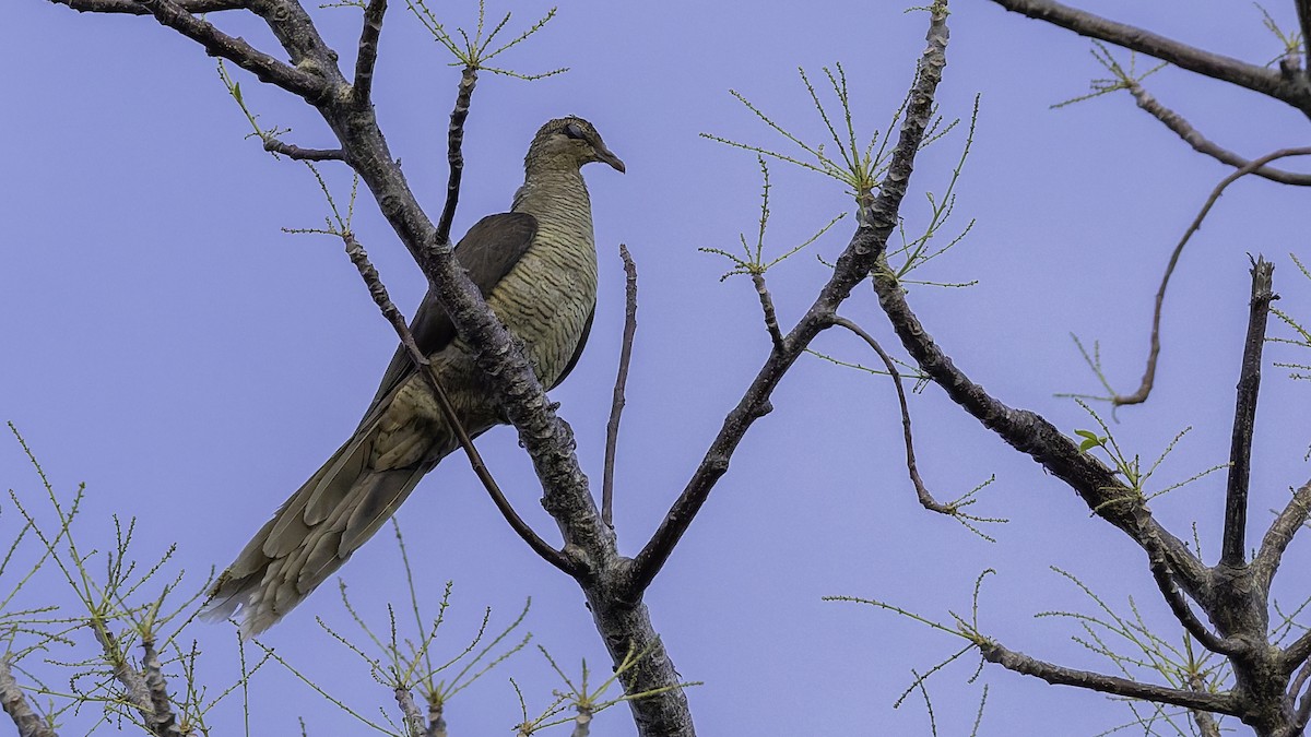 Flores Sea Cuckoo-Dove - ML643472293