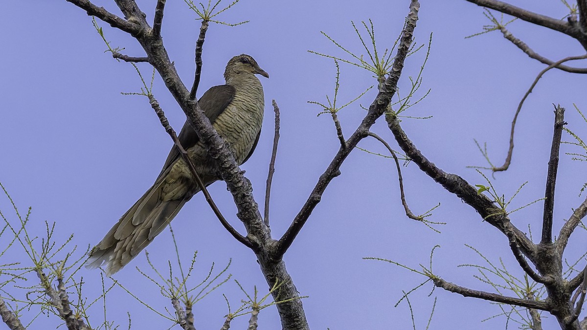 Flores Sea Cuckoo-Dove - ML643472294