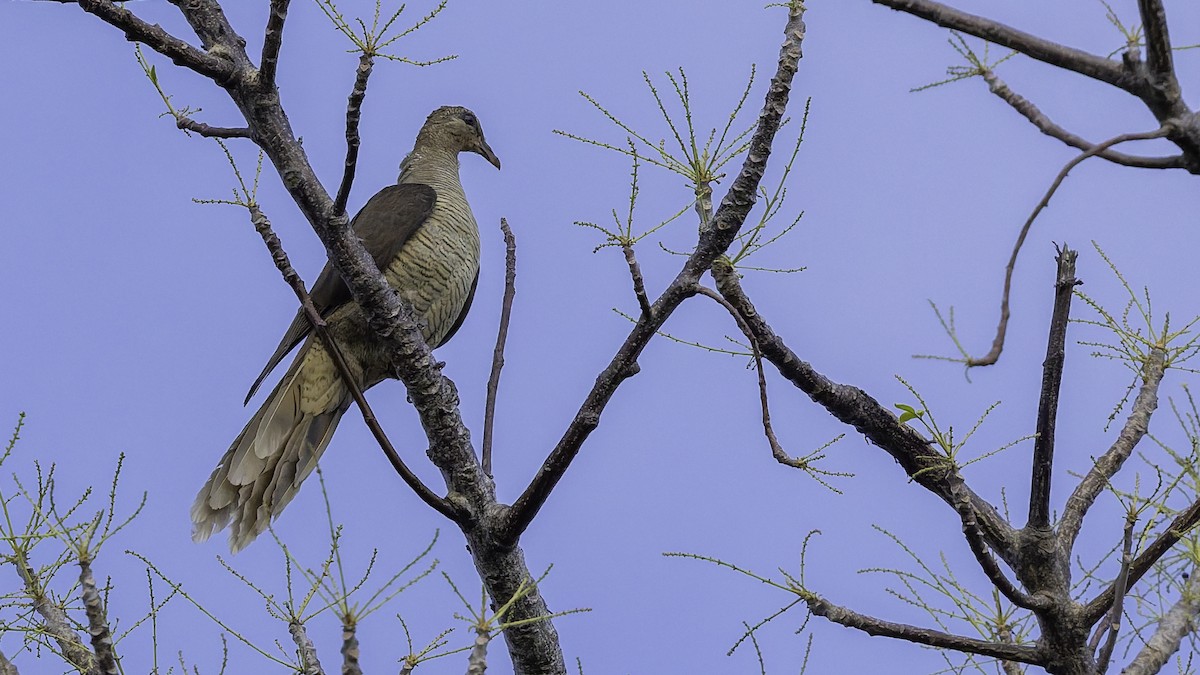 Flores Sea Cuckoo-Dove - ML643472295