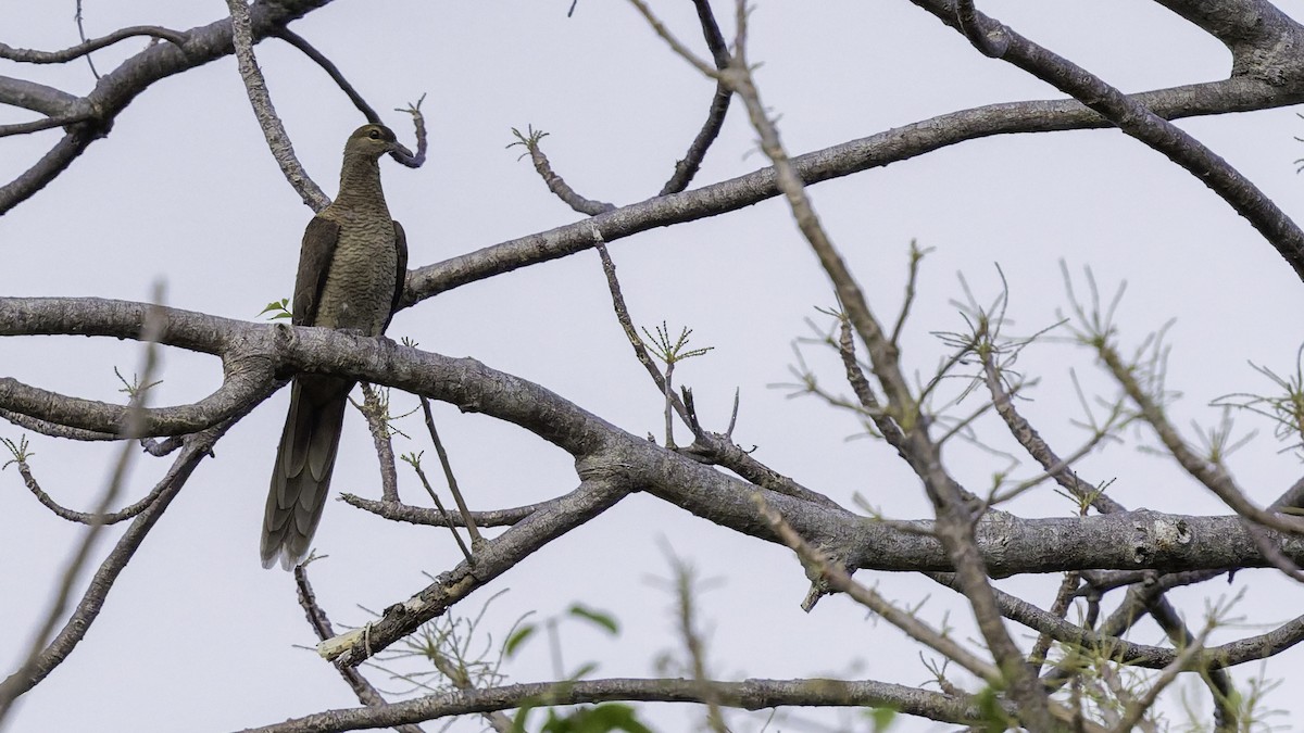 Flores Sea Cuckoo-Dove - ML643472296