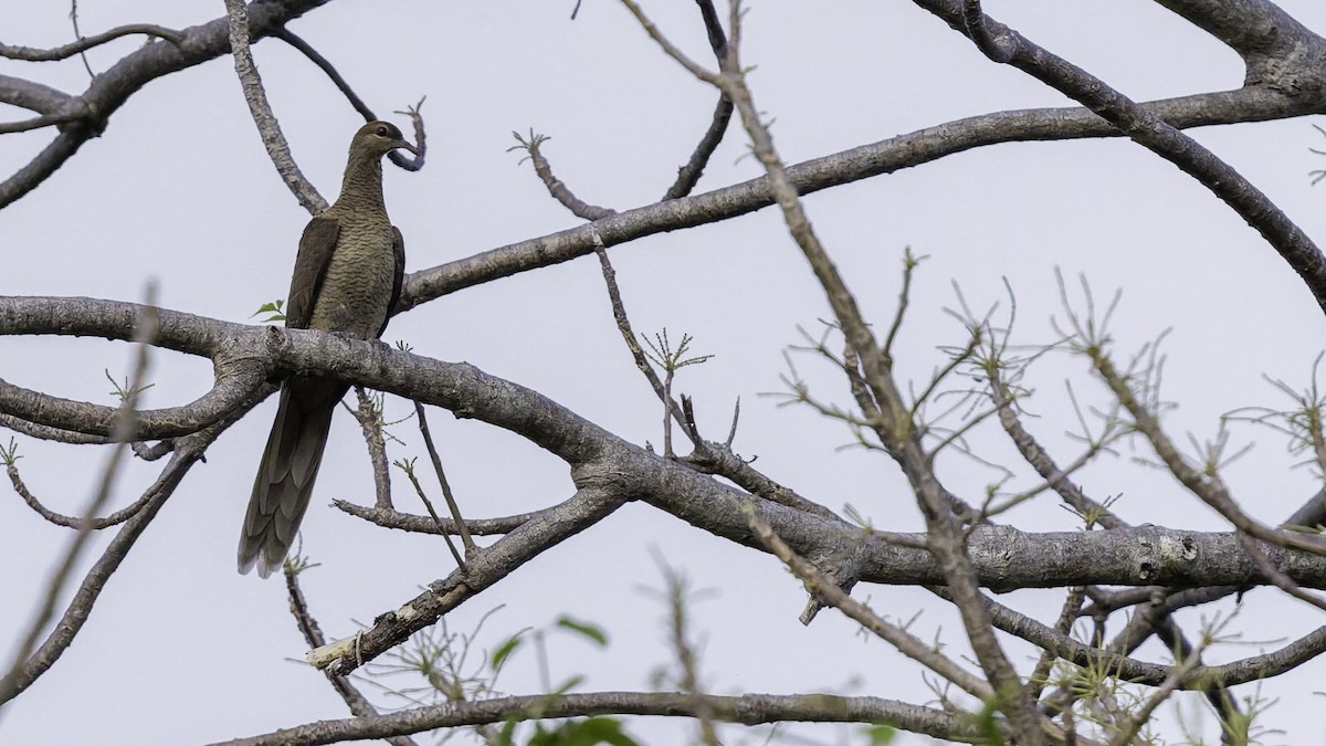 Flores Sea Cuckoo-Dove - ML643472297