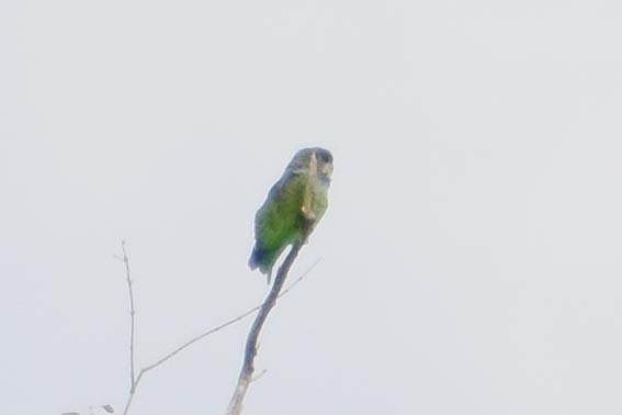Scaly-headed Parrot - ML643472299