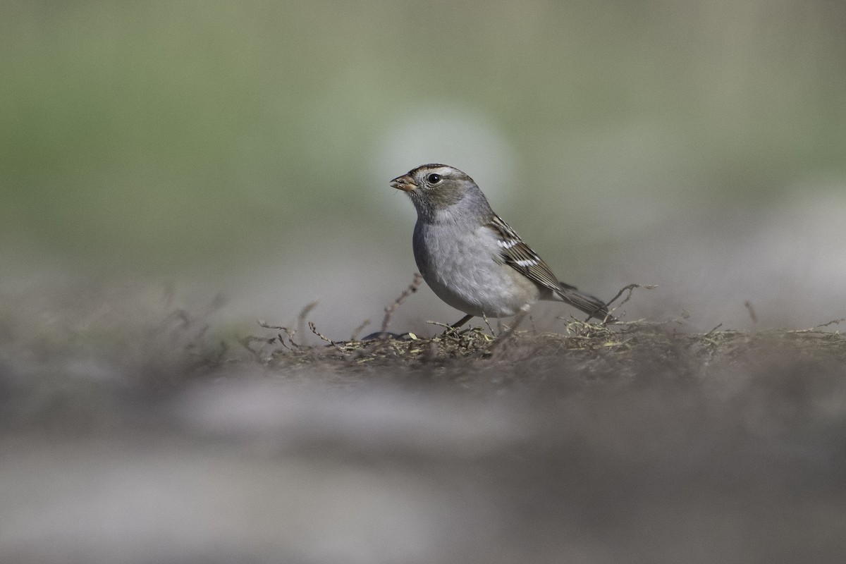 White-crowned Sparrow - ML643472307