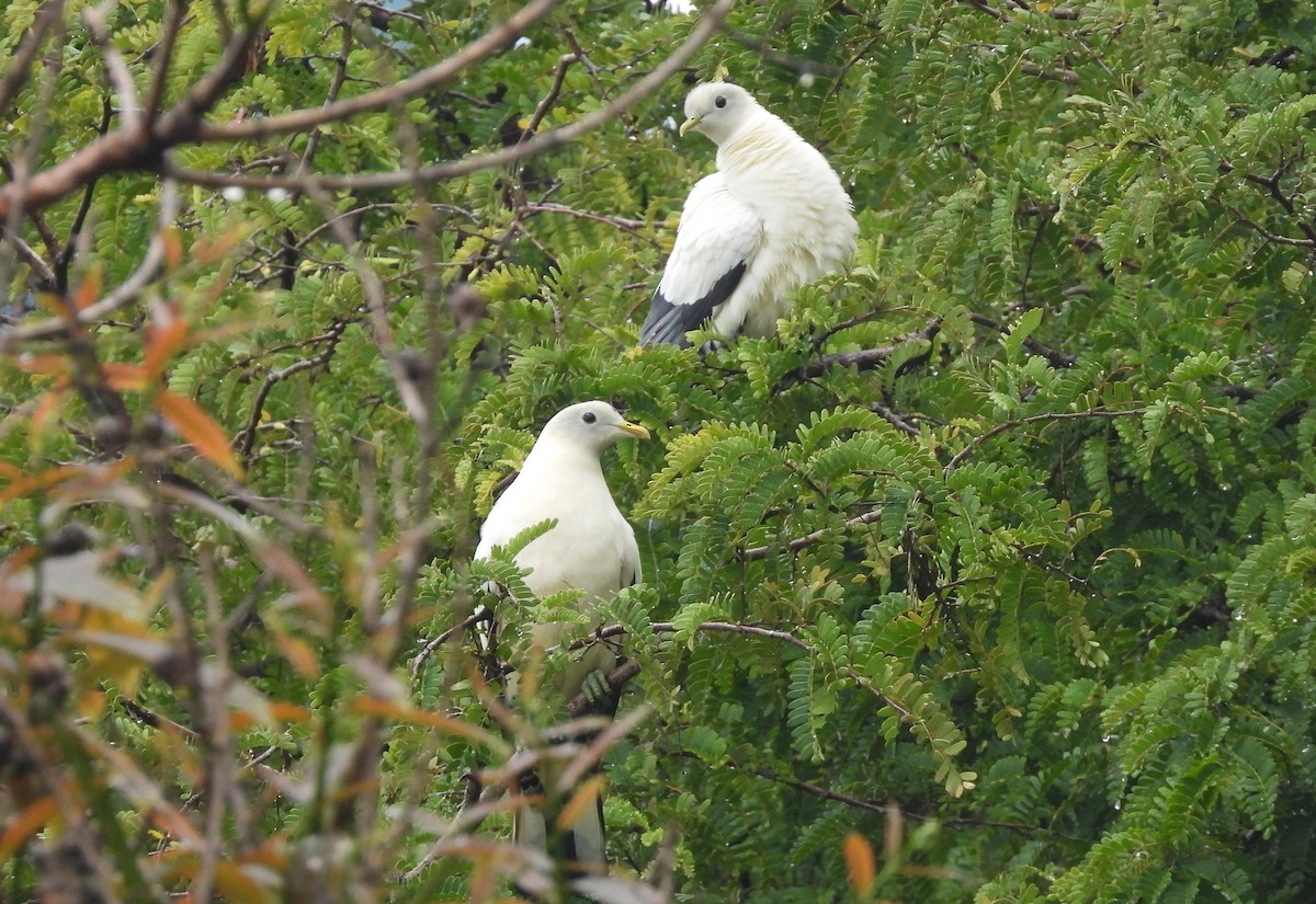 Torresian Imperial-Pigeon - ML643472308