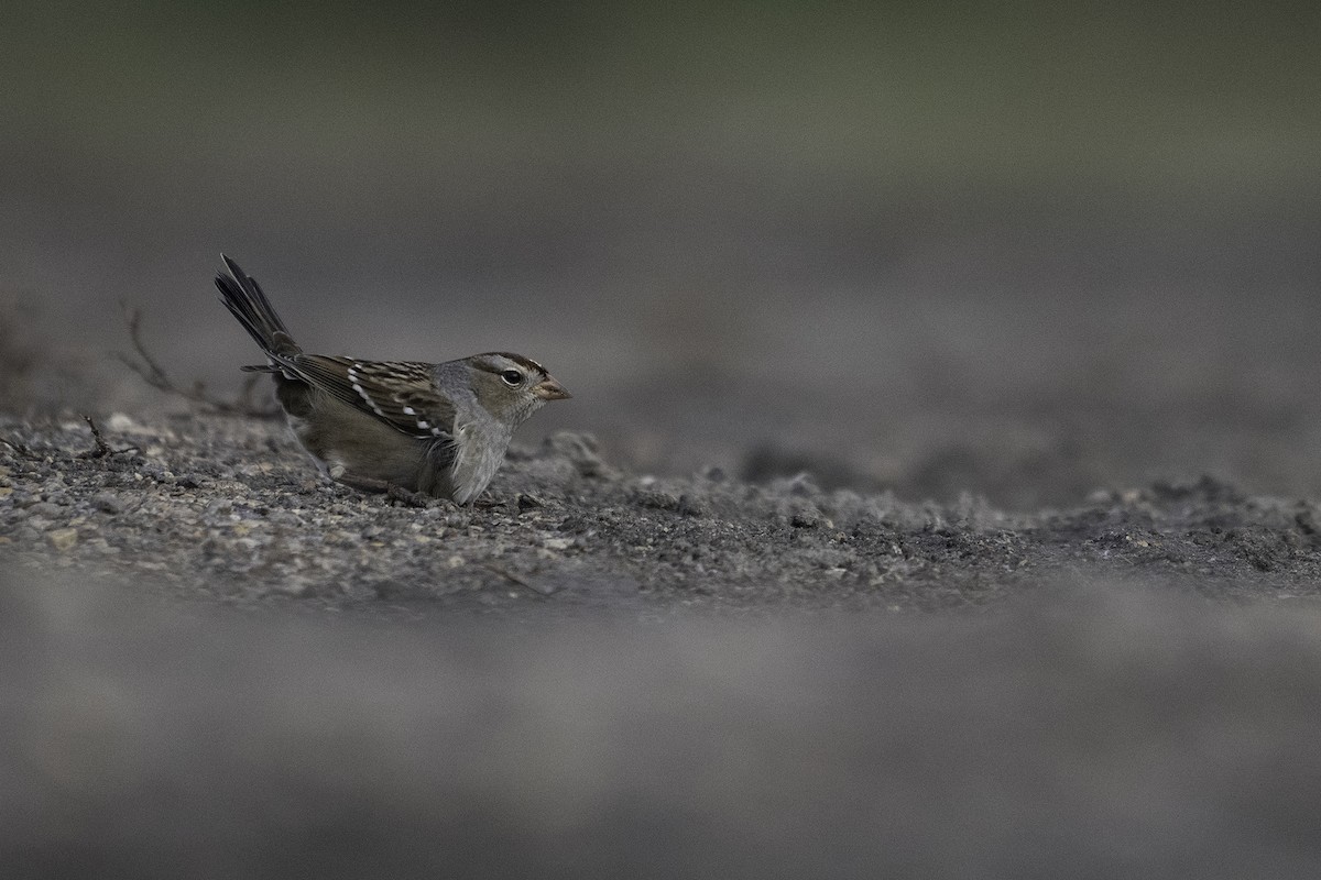 White-crowned Sparrow - ML643472314