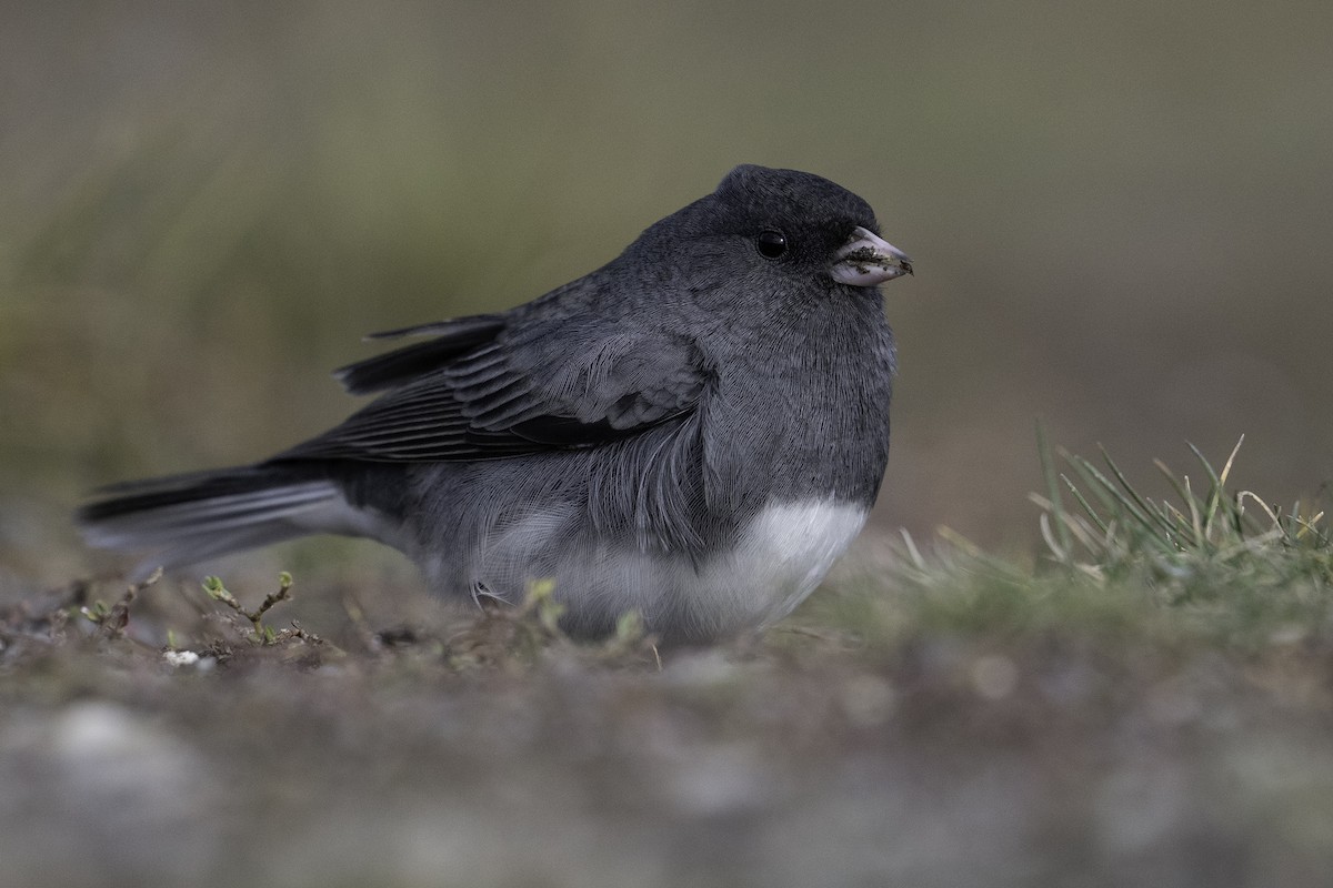 Winterammer (hyemalis/carolinensis) - ML643472324