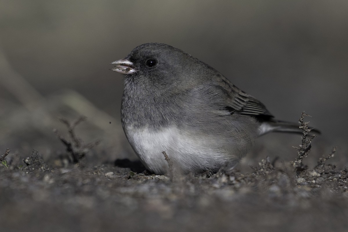 Dark-eyed Junco - ML643472328