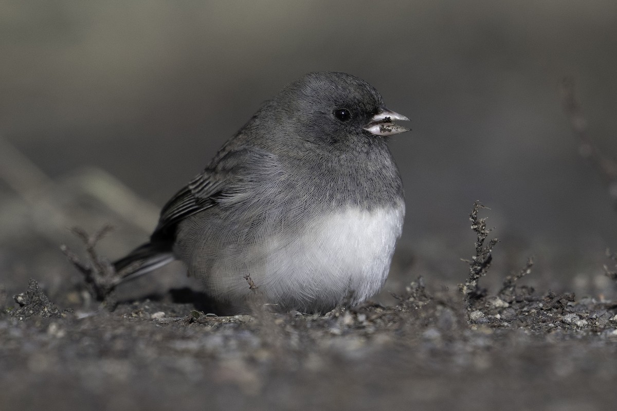Dark-eyed Junco - ML643472338