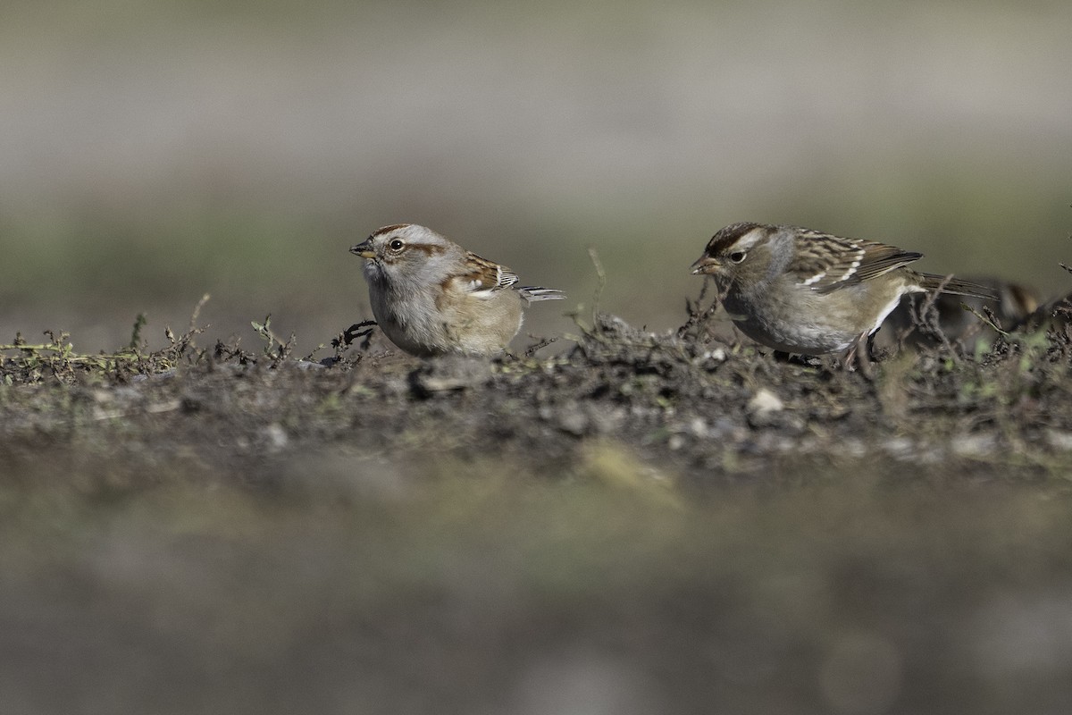 American Tree Sparrow - ML643472345