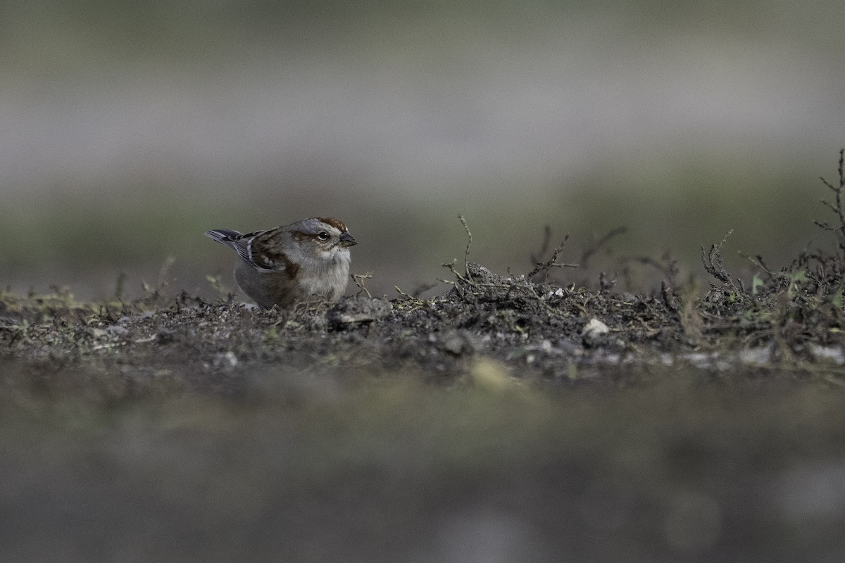 American Tree Sparrow - ML643472354