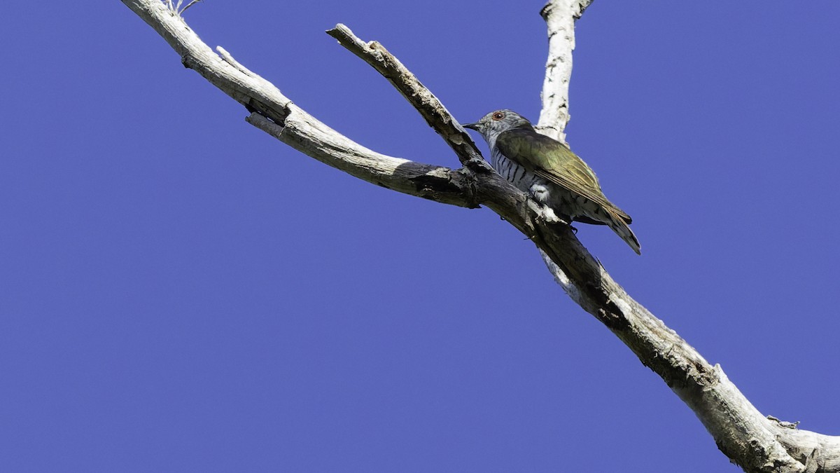 アカメテリカッコウ - ML643472366
