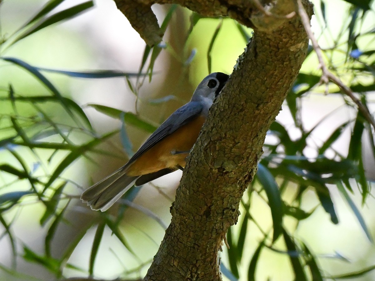 Black-faced Monarch - ML643472376