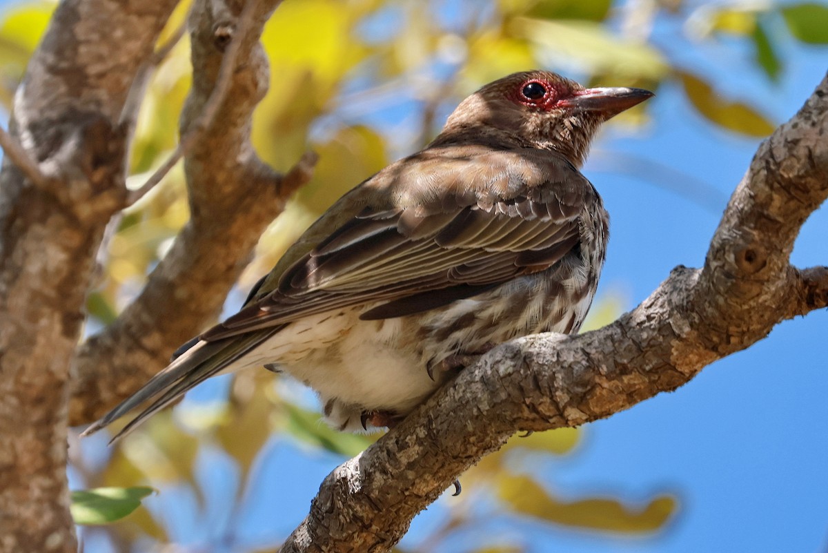 Australasian Figbird - ML643472395
