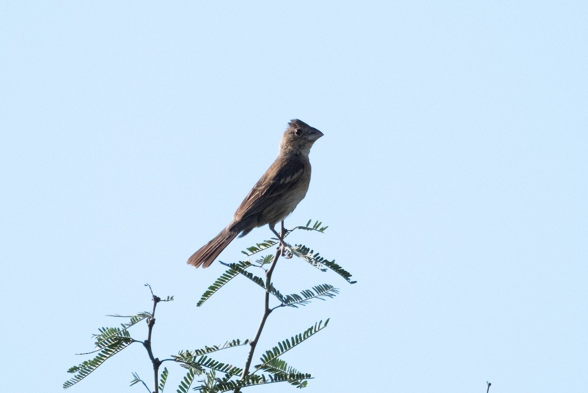 Blue Grosbeak - ML643472396