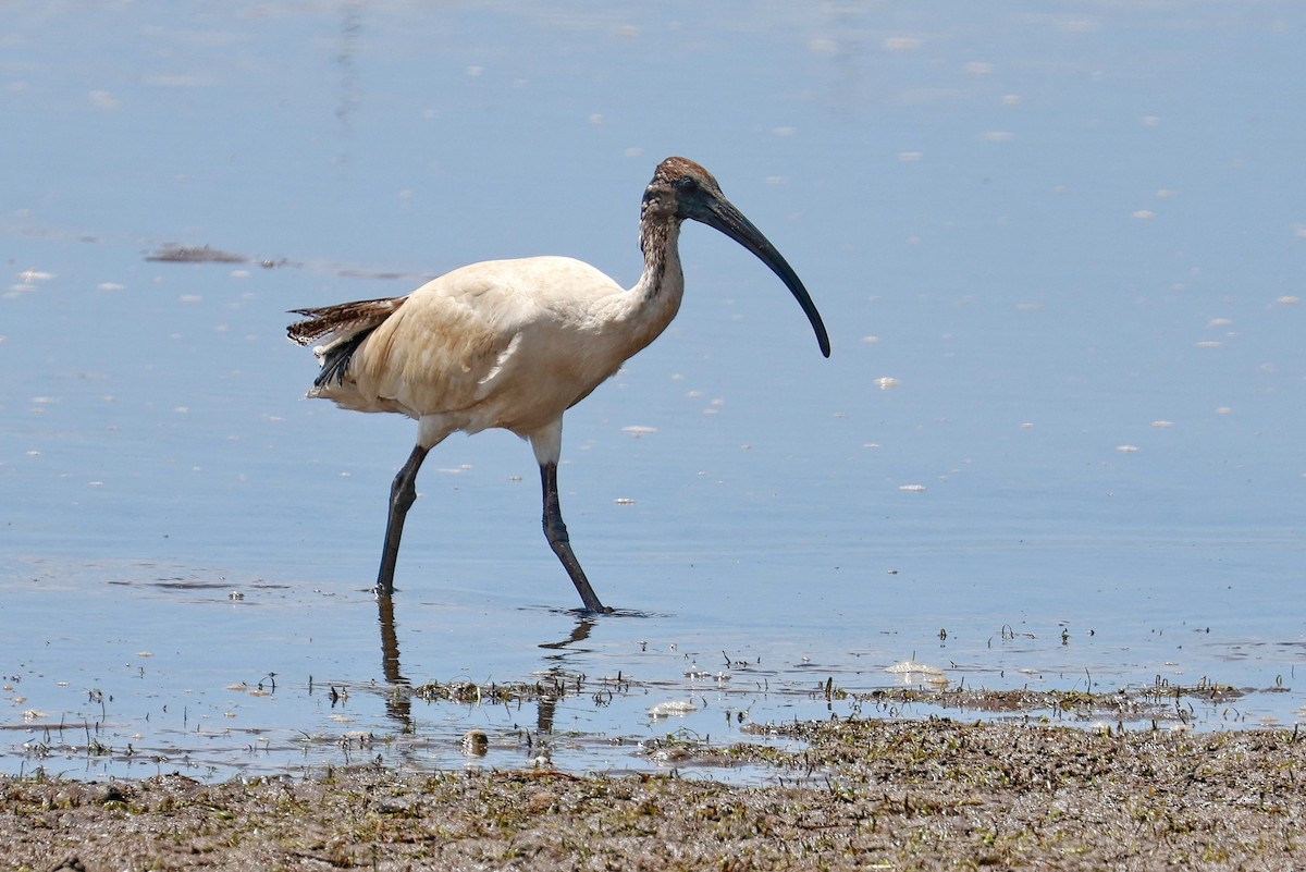 Australian Ibis - ML643472402