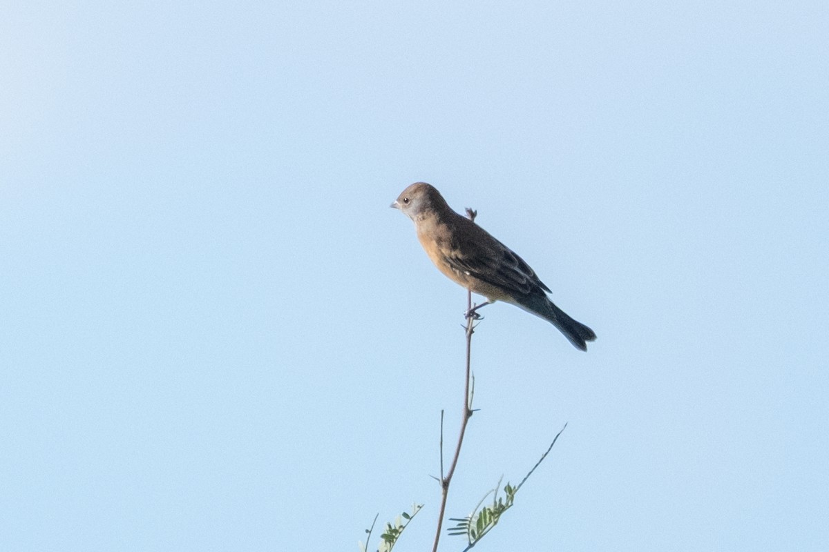 Lazuli Bunting - ML643472408