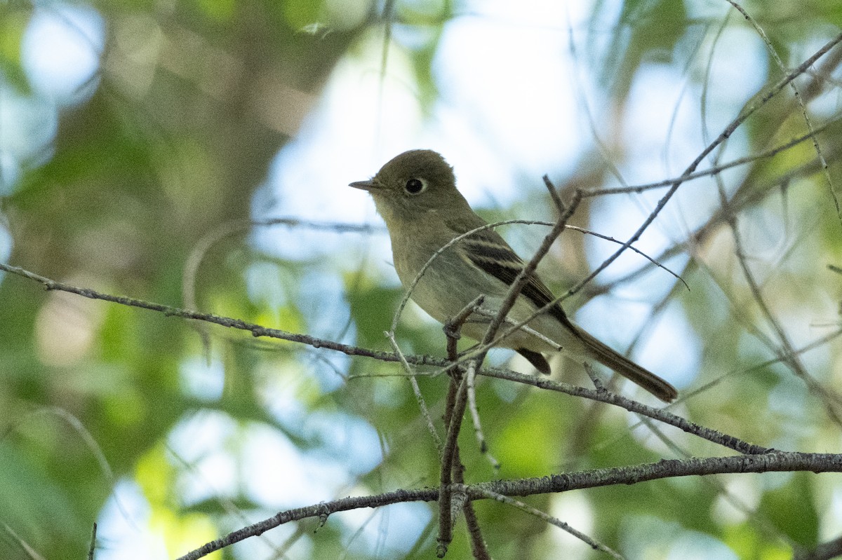 Empidonax sp. - ML643472411