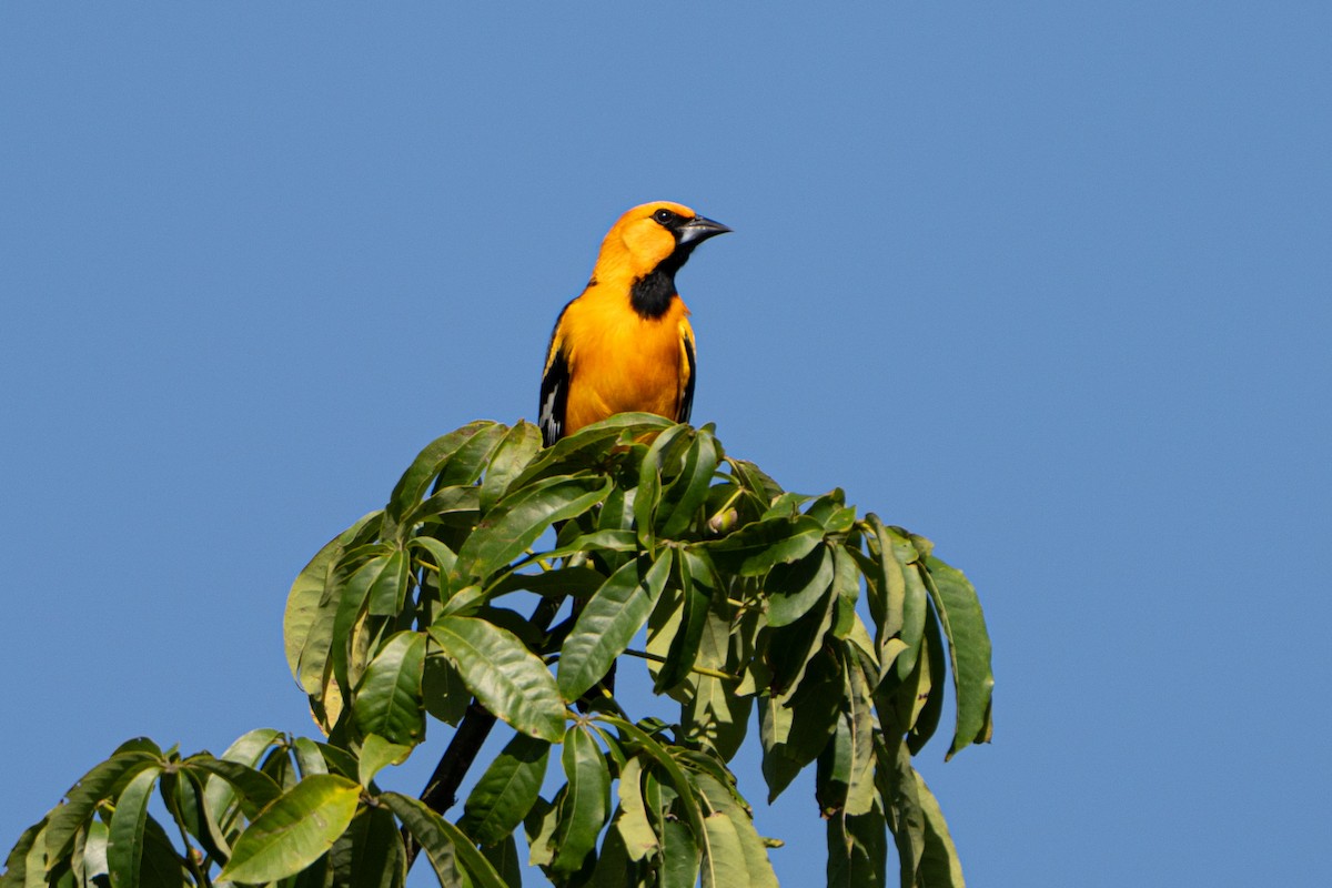 Altamira Oriole - ML643472413