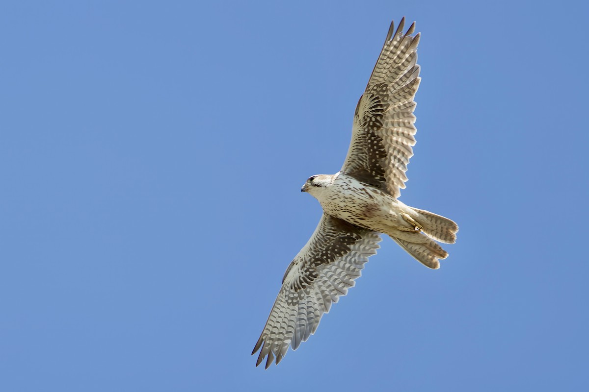 Prairie Falcon - ML643472416