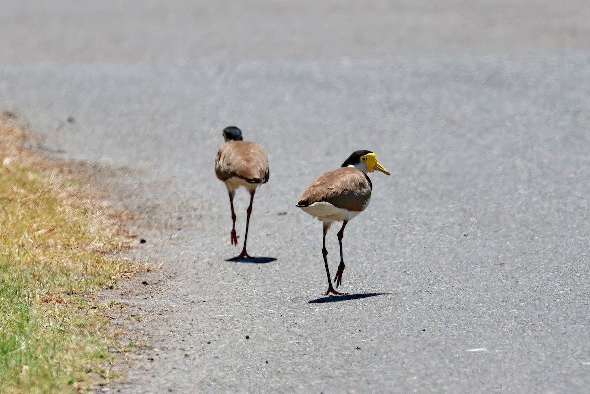 Masked Lapwing - ML643472426