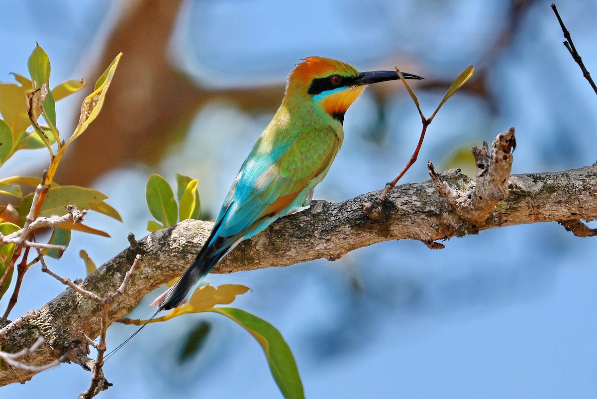 Rainbow Bee-eater - ML643472428