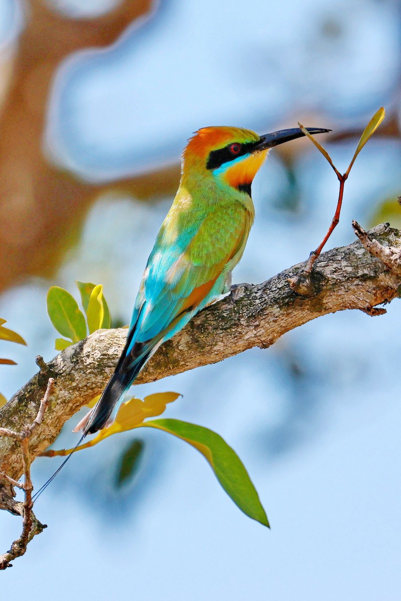 Rainbow Bee-eater - ML643472429