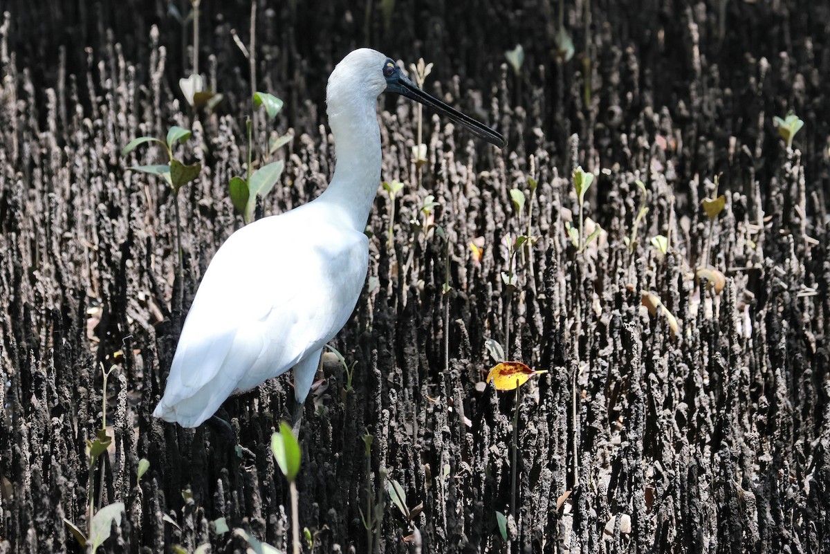 Royal Spoonbill - ML643472436