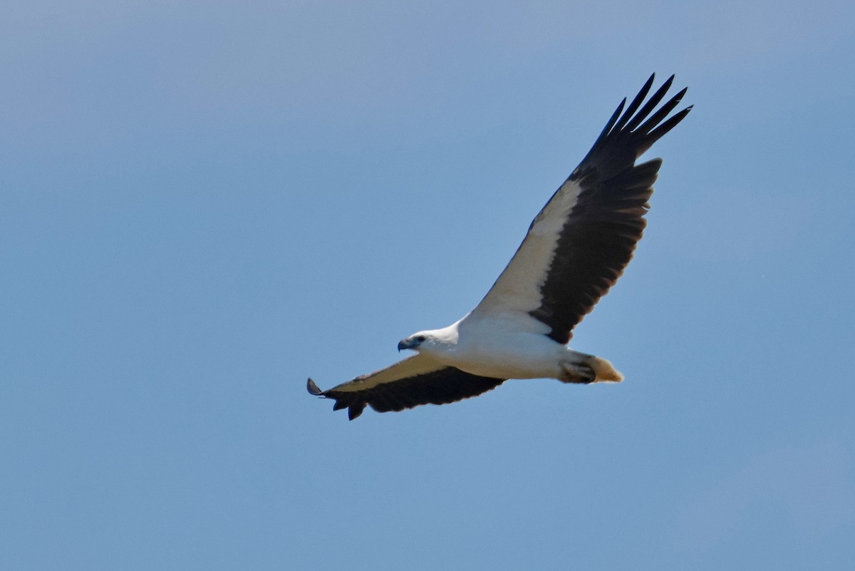 White-bellied Sea-Eagle - ML643472450