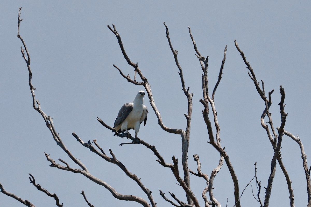 White-bellied Sea-Eagle - ML643472456
