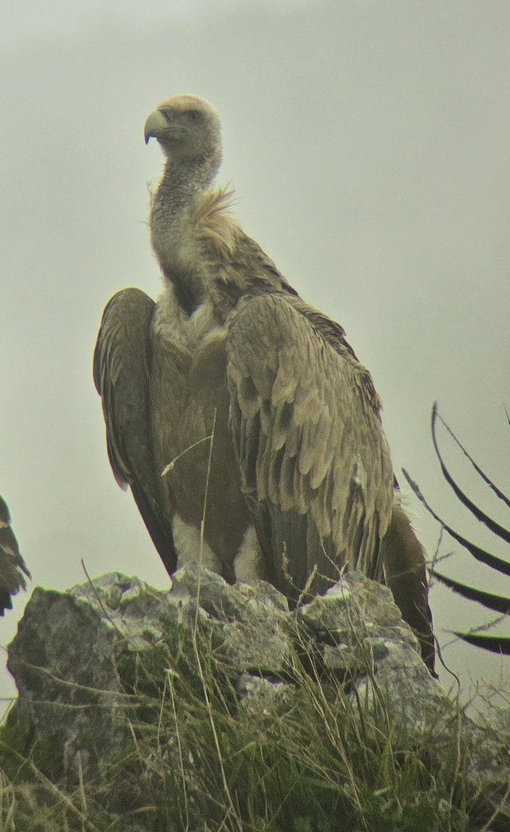 Eurasian Griffon - ML643472460