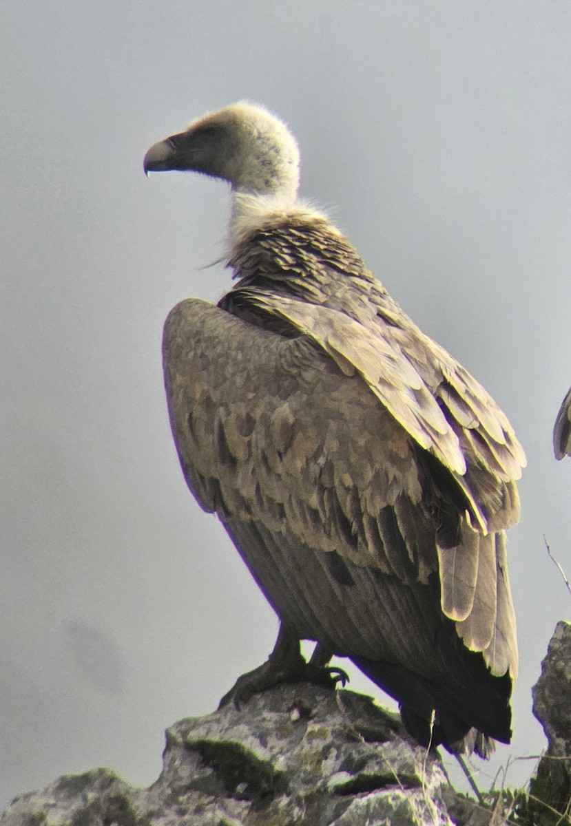 Eurasian Griffon - ML643472461