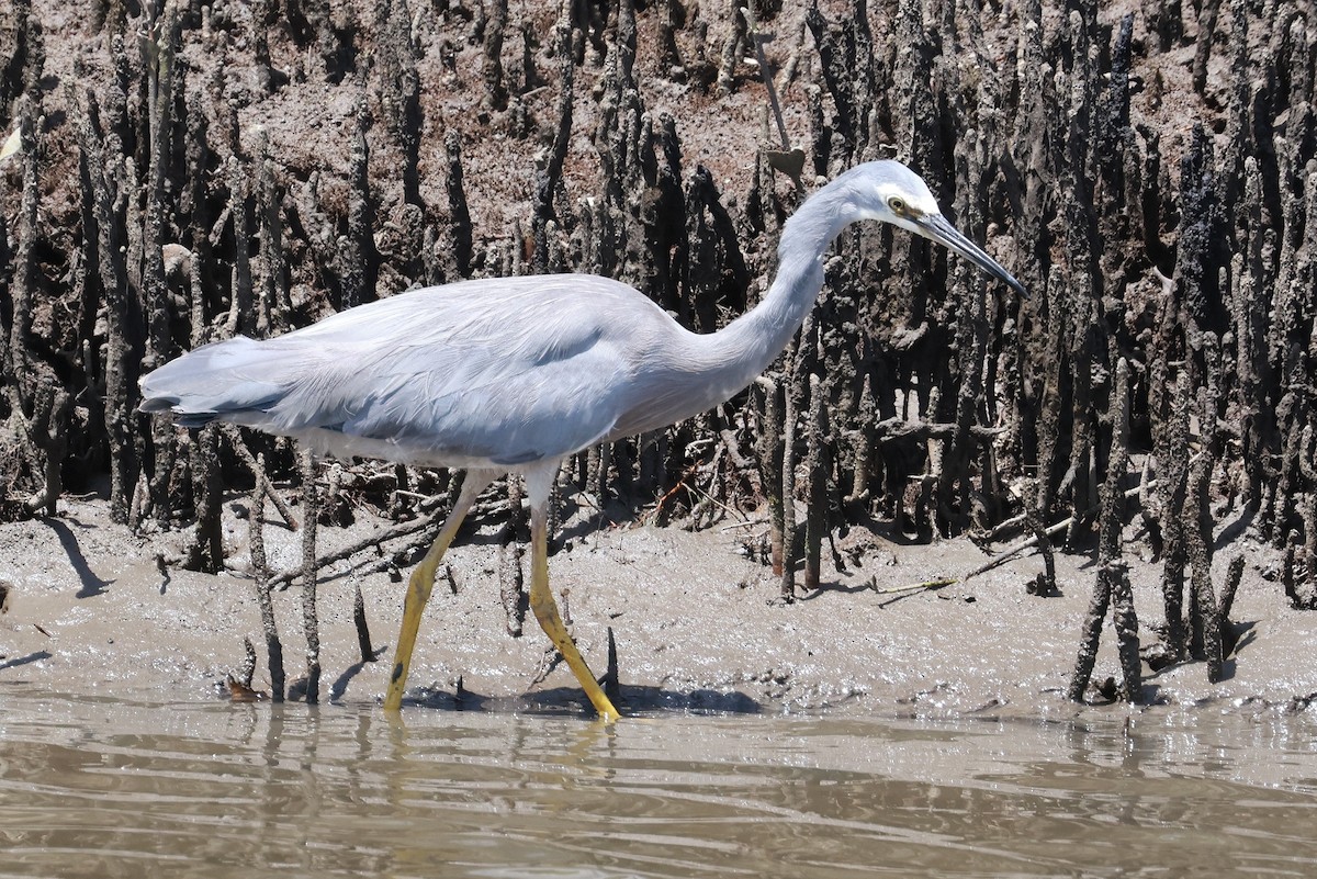 White-faced Heron - ML643472468