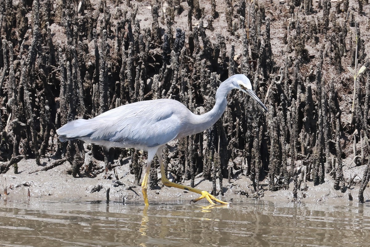 White-faced Heron - ML643472469