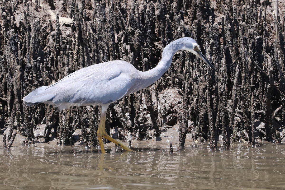 White-faced Heron - ML643472470